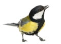 Male great tit tweeting, Parus major, isolated Royalty Free Stock Photo