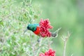 Male greater double-collared sunbird