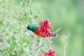 Male greater double-collared sunbird Royalty Free Stock Photo