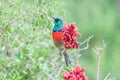 Male greater double-collared sunbird Royalty Free Stock Photo