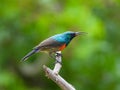 Male greater double-collared sunbird isolated