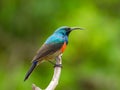 Male greater double-collared sunbird isolated