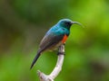 Male greater double-collared sunbird isolated