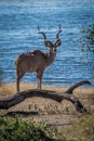 Male greater kudu behind log facing camera