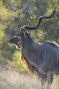 Male Greater Kudu Bull, (Tragelaphus strepsiceros), South Africa Royalty Free Stock Photo