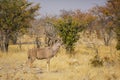 Male Greater Kudu in the Bush