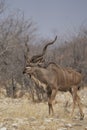 Male Greater Kudu in Etosha National Park, Namibia Royalty Free Stock Photo