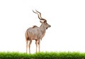 Male greater kudu with green grass isolated