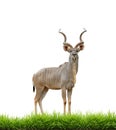 Male greater kudu with green grass isolated