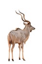 Male greater kudu isolated