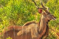 Male Greater kudu Royalty Free Stock Photo