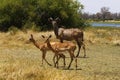 African Greater Kudu with Impala antelopes