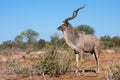 Male Greater Kudu Tragelaphus strepsiceros with beautiful horns standing alert looking into the bushveld