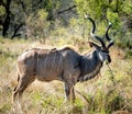 Male Greater Kudu (Tragelaphus Strepsiceros) in the Kruger National Park