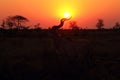 The male of greater kudu Tragelaphus strepsiceros during sunset with sun disc on the horns