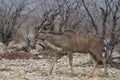 Male Greater Kudu in Etosha National Park, Namibia Royalty Free Stock Photo