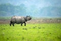 A male greater one-horned rhino walks in an alert manner with head raised in a meadow Royalty Free Stock Photo