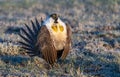 Greater-sage Grouse Performing Mating Ritual