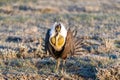 Greater-sage Grouse Performing Mating Ritual Royalty Free Stock Photo