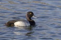 A Male Greater Scaup or Aythya marila. A bluebill mid-sized diving duck, larger than the closely related lesser scaup