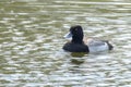 A Male Greater Scaup or Aythya marila. A bluebill mid-sized diving duck, larger than the closely related lesser scaup. Concept: