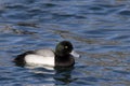 A Male Greater Scaup, Aythya marila, swimming