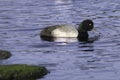 Male Greater Scaup Duck Royalty Free Stock Photo