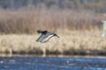 A male greater scaup flying in the air.