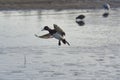 A male greater scaup making a landing. Royalty Free Stock Photo