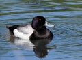 Male Greater Scaup Or Aythya Marila