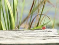 Male Green Anole