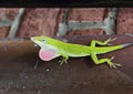 Male green anole with pink dewlap extended on a copper pipe at a home in Dallas, Texas. Royalty Free Stock Photo