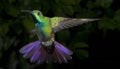 Male Green-Breasted Mango Hummingbird