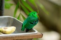 Male Green Broadbill (Calyptomena viridis) Royalty Free Stock Photo