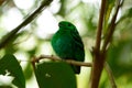 Male Green Broadbill (Calyptomena viridis) Royalty Free Stock Photo