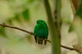 Male Green Broadbill (Calyptomena viridis) Royalty Free Stock Photo
