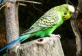 Male green budgie bird sitting on a tree trunk Royalty Free Stock Photo