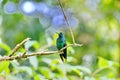 Male Green-crowned Brilliant Hummingbird Royalty Free Stock Photo