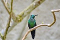 Male Green-crowned Brilliant Hummingbird Royalty Free Stock Photo