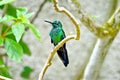 Male Green-crowned Brilliant Hummingbird Royalty Free Stock Photo