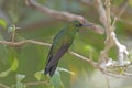 Male Green Crowned Brilliant Hummingbird Royalty Free Stock Photo