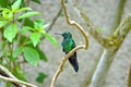 Male Green-crowned Brilliant Hummingbird Royalty Free Stock Photo