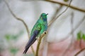 Male Green-crowned Brilliant Hummingbird Royalty Free Stock Photo