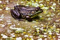 Male green frog resting on a slab of rock beside a pond, New Jersey, USA Royalty Free Stock Photo