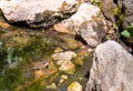 A male Green Frog sitting in a shallow pond Royalty Free Stock Photo