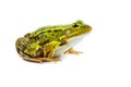 Male green Frog on white Royalty Free Stock Photo