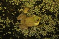 Male green frogs floating together in a pond at night. Royalty Free Stock Photo