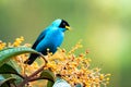 Male Green Honeycreeper, Chlorophanes spiza, with a light background Royalty Free Stock Photo