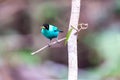 The male green honeycreeper (Chlorophanes spiza) perched on tree branch Royalty Free Stock Photo