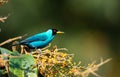 Male Green Honeycreeper, Chlorophanes spiza, in a tree Royalty Free Stock Photo